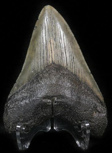 Bargain Megalodon Tooth - South Carolina #41811